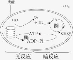 光合作用素材