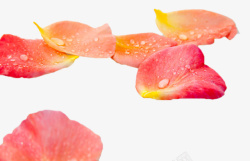 粉色花瓣与露珠素材