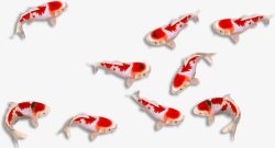 富贵鱼红色锦鲤红鲤鱼高清图片
