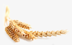 秋天的成熟小麦素材