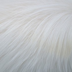 白色动物皮毛背景图片白色动物皮毛高清图片
