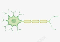 神经传导素材