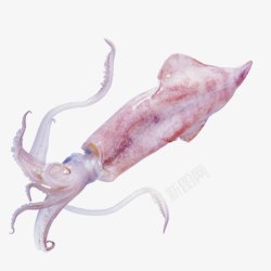 章鱼鱿鱼海鲜素材