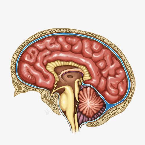 手绘人脑结构图png免抠素材_88icon https://88icon.com 人脑 医疗 手绘大脑 脑部