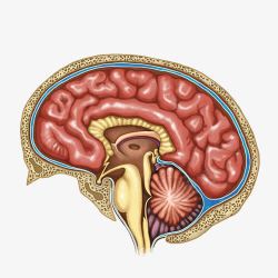手绘人脑结构图素材