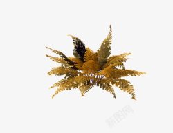 植物化石侏罗纪藓类植物3高清图片