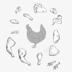 鸡胸脯黑白简洁手绘鸡肉鸡的分解高清图片
