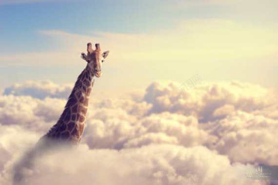 云层中的长颈鹿头海报背景背景