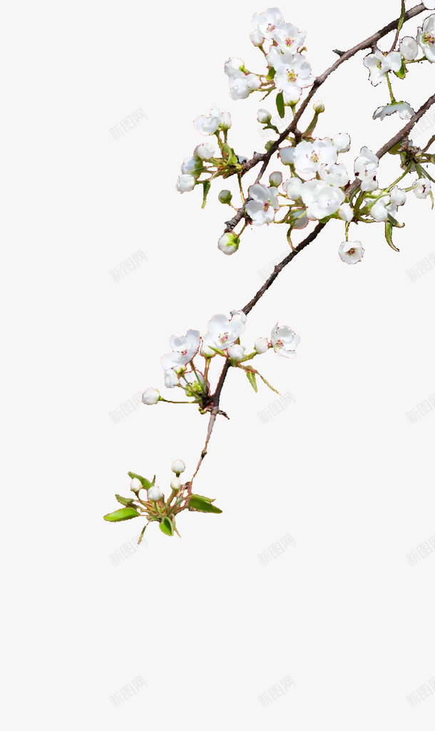 你如花一样纯白无瑕png免抠素材_88icon https://88icon.com 小清新 植物 花 装饰