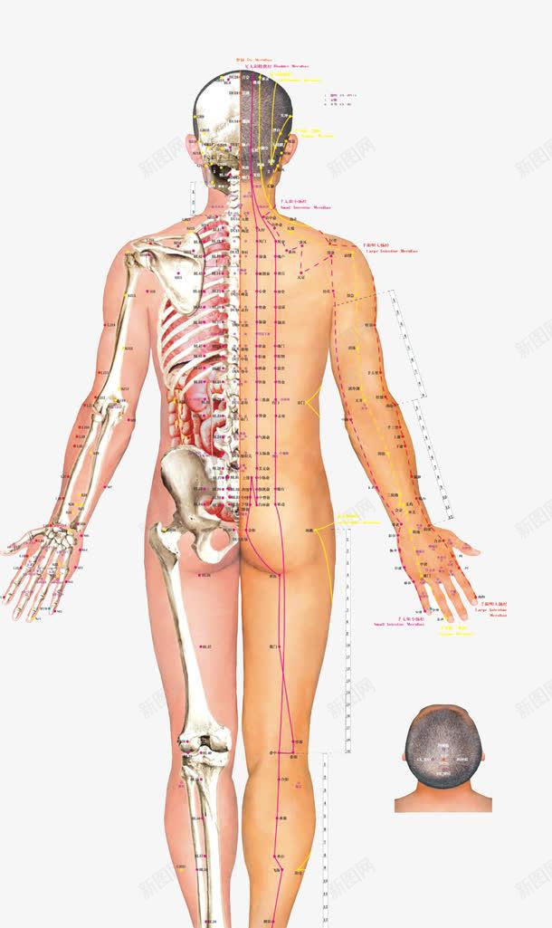 男人全身经络分布图png免抠素材_88icon https://88icon.com 亚健康 免扣PNG素材 全身经络 暂无 用于医药保健效果展示 男人 疏通筋络 穴位 背部