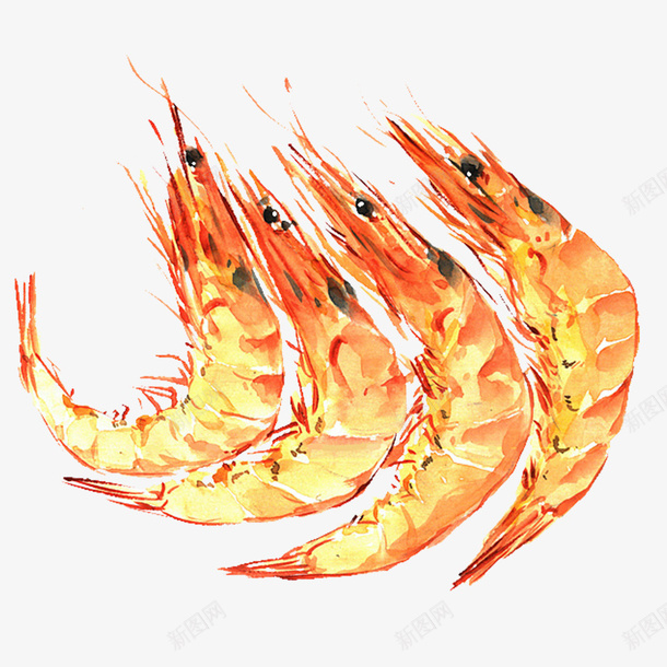 金黄色虾类图案绘画png免抠素材_88icon https://88icon.com 手绘 毛笔风 水墨 水彩 海产 海鲜 深海 虾 金黄色