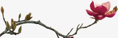 茶花茶叶普洱茶海报png免抠素材_88icon https://88icon.com 普洱古树 普洱茶 海报 茶叶 茶花