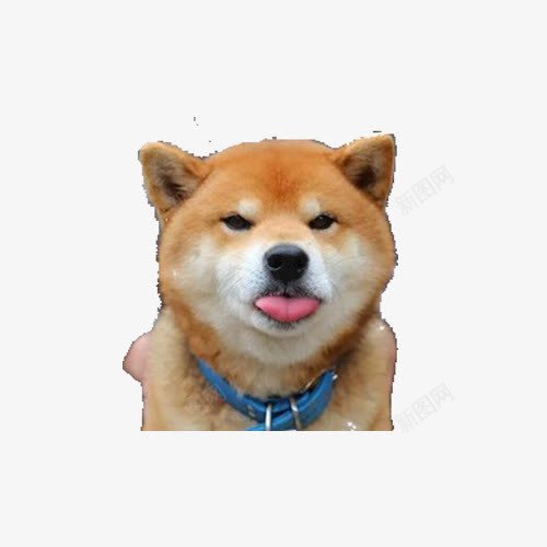 卖萌的柴犬png免抠素材_88icon https://88icon.com 可爱 吐舌头 柴犬 项圈