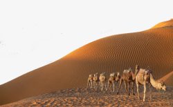 沙漠骆驼装饰素材