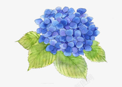 手绘创意蓝色绣球花图素材