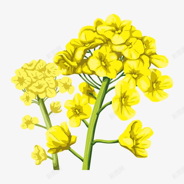 花朵花卉png免抠素材_88icon https://88icon.com 小花 小草 植物 油菜花 花 花儿 花卉 花朵 花瓣 花蕊