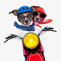 黄色机械摩托车可爱的两只小狗高清图片