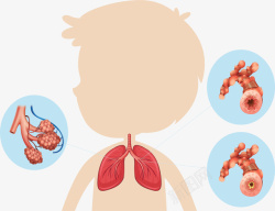 儿科呼吸心肺功能矢量图素材