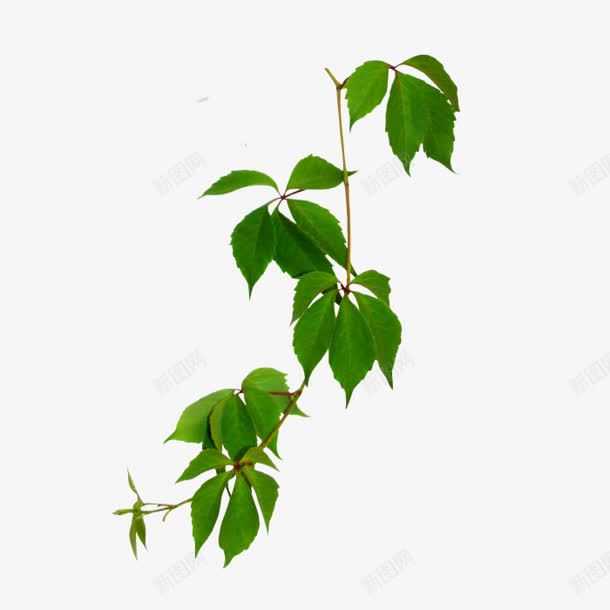 绿色爬山虎叶子png免抠素材_88icon https://88icon.com 叶子 爬山虎 绿色
