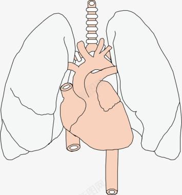 透明心型肝脏器官图案图标图标