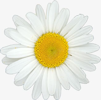 白色重叠花瓣小雏菊医疗png免抠素材_88icon https://88icon.com daisy 医疗 白色 花瓣 重叠