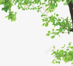配图装饰绿色树枝高清图片