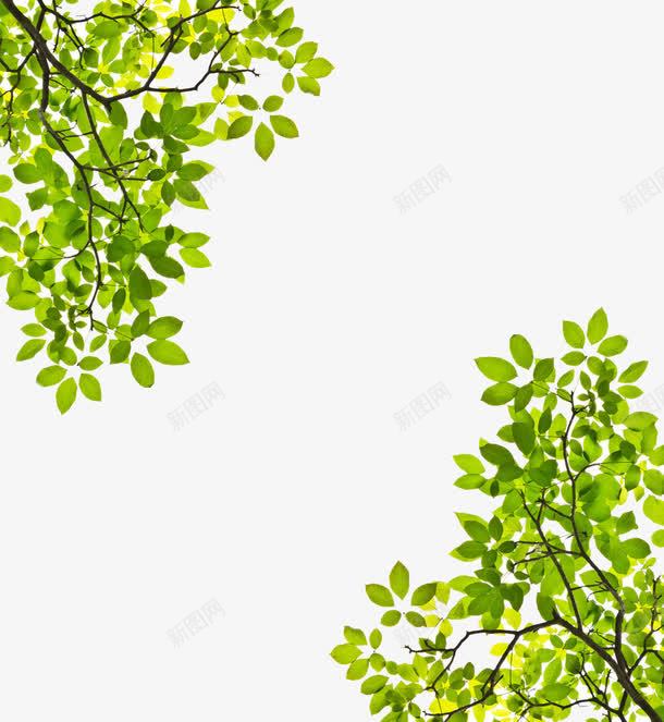 对称树顶png免抠素材_88icon https://88icon.com 对称 树梢 素材 绿色