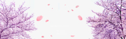 粉色樱桃树樱桃树林高清图片