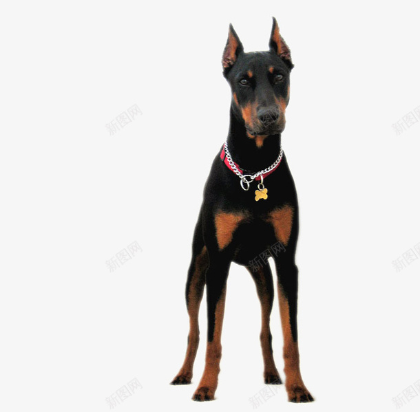 一只站着的呆萌的狗png免抠素材_88icon https://88icon.com 动物 呆萌 宠物 恶犬 狗 项圈 黑狗