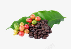 龙胆目红色咖啡果和咖啡豆在叶子上高清图片