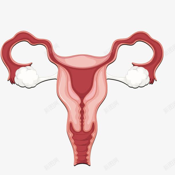 输卵管png免抠素材_88icon https://88icon.com 人体 人体构造 女性 构造 身体