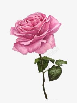 创意纹身粉色玫瑰高清图片