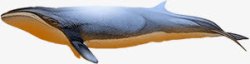 海底生物鲸鱼巨大素材