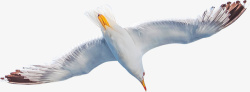 仰视背景海鸥张开翅膀摄影高清图片