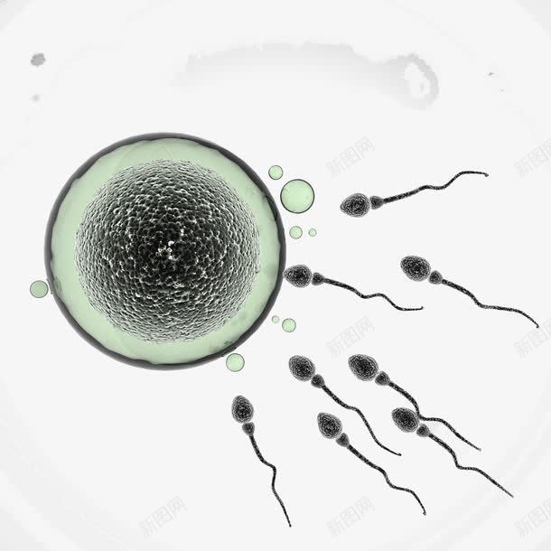 精子png免抠素材_88icon https://88icon.com 医疗 受精卵 显微镜 生物 生物学 生物研究 真菌 精子 细胞 细菌 高清大图