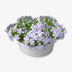 白紫色花吊篮花素材