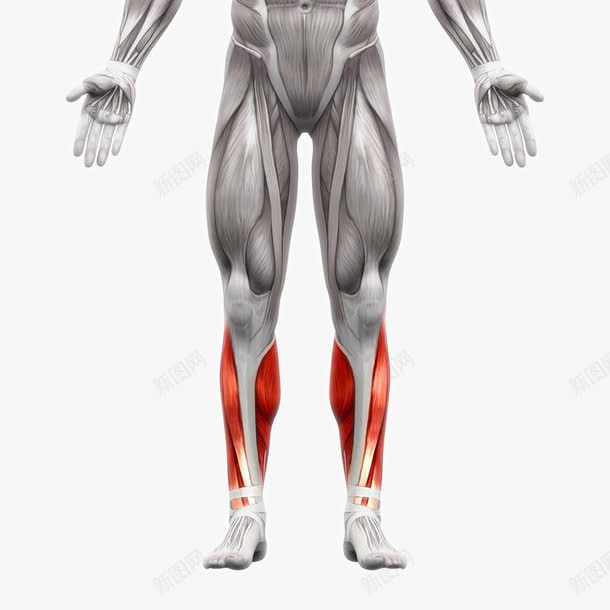 人体肌肉组织分布png免抠素材_88icon https://88icon.com 人体器官人体模型 人体结构图 人体肌肉组织分布 人体骨骼 医学研究 肌肉组织 肌肉锻炼 肱二头肌