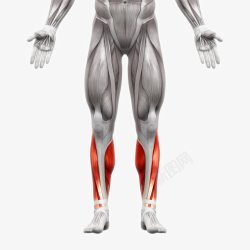 骨骼模型人体肌肉组织分布高清图片