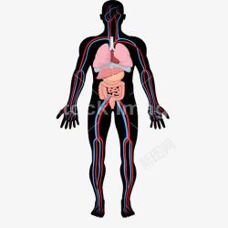 器官胃PNG人体模型高清图片