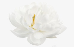白色花朵护肤品装饰素材