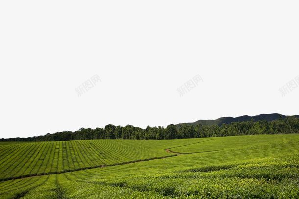 绿色茶田png免抠素材_88icon https://88icon.com 植物 绿色 茶 茶园 茶基地 茶田