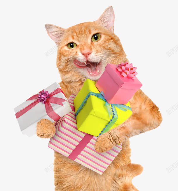 开心收礼物的猫咪png免抠素材_88icon https://88icon.com 创意 动物 开心 猫咪 礼物 礼盒 高清