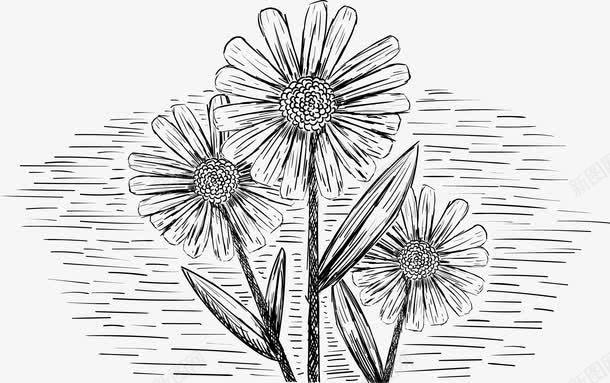 素描小菊花png免抠素材_88icon https://88icon.com 手绘菊花 素描菊花 花 花朵 花朵写生 花线稿 菊花 野菊花 雏菊