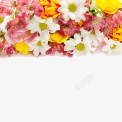 菊花特写美丽花朵装饰高清图片
