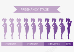 怀胎十月女性怀孕体型的变化高清图片