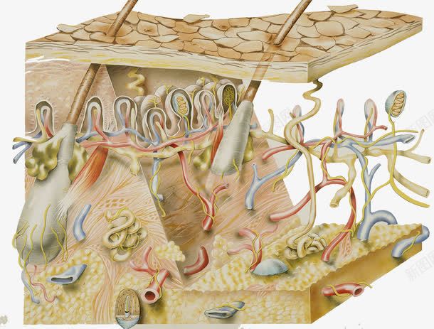 皮肤生物学插图png免抠素材_88icon https://88icon.com 汗腺细胞 皮肤结构 血管 角质层