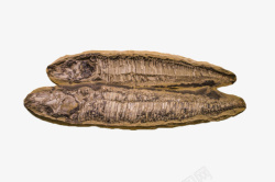 棕色遗体鱼类生物化石素材