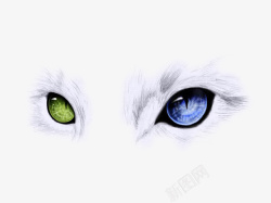眼睛视线两只分别为蓝色和绿色的猫眼睛高清图片