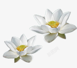 白色睡莲双对不同白色睡莲高清图片