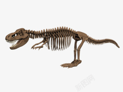 珍贵动物霸王龙骨架生物化石视图高清图片
